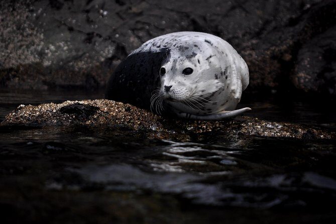 2-Day Fully-Catered Kayak Camping Trip in the San Juan Islands - Potential Downsides