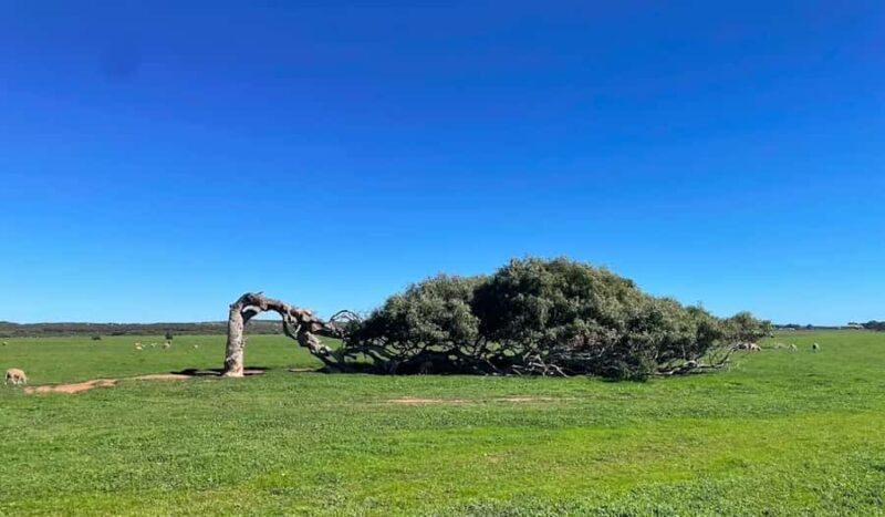 2 Day Pink Lake the Pinnacles & Sand Dunes Coral Coast Tour - The Value of the Experience