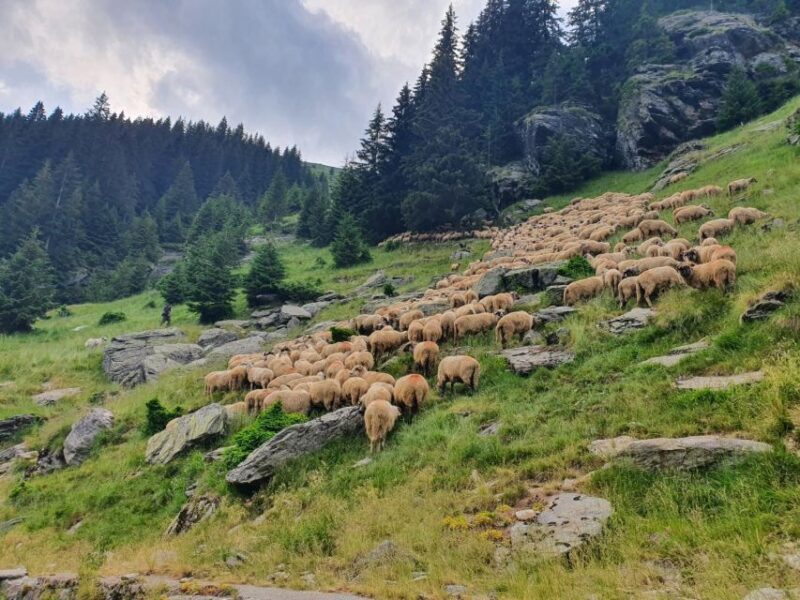 2 Day Private Tour from Bucharest in Transylvania - Exploring the 2 Day Private Tour from Bucharest in Transylvania