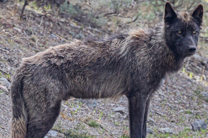 2-Day Private Tour in Yellowstone(Lower and Upper Loops w Iconic Sites) w Lunch - The Experience: What You’ll Love and What to Consider
