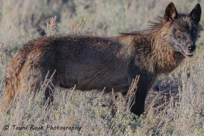 2-Day Private Tour in Yellowstone(Lower and Upper Loops w Iconic Sites) w Lunch - Who Is This Tour Best For?