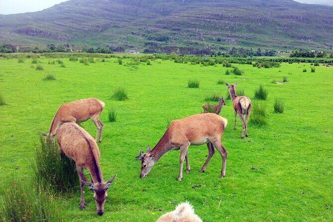 2 Days on the Loch Ness Canal of Caledonia and the Highlands - Who Will Love This Tour?