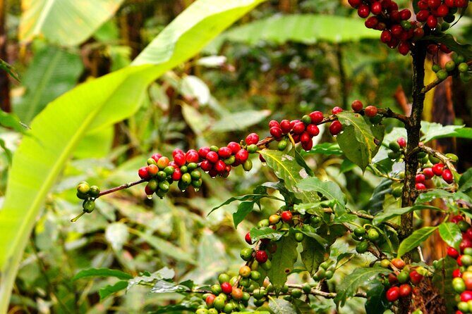 2 Days Private Food Tour in Coscomatepec Mexico - Introduction