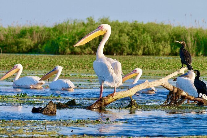 2 Days Private Tour from Bucharest to Black See and Danube Delta - Exploring the 2 Days Private Tour from Bucharest to the Black Sea and Danube Delta