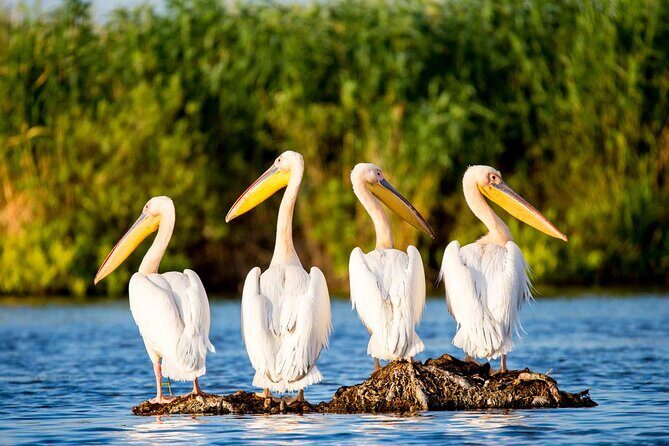 2 Days Private Tour from Bucharest to Black See and Danube Delta - Practical Aspects of the Tour