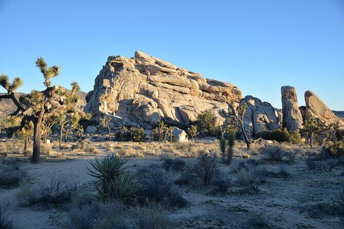 2-days Private Tour to Joshua Tree National Park from Los Angeles - Authentic Feedback from Past Travelers