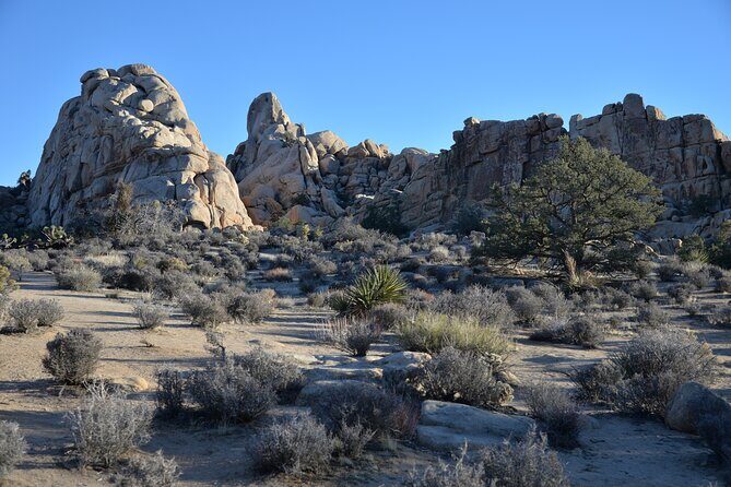 2-days Private Tour to Joshua Tree National Park from Los Angeles - FAQs