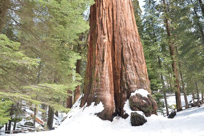 2 Days Private Tour to Sequoia and Kings Canyon Parks from LA - The Experience: An In-Depth Look