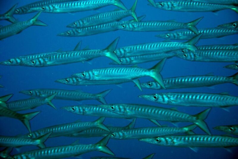 2-Dive Guided Scuba Diving For Qualified Divers - Why This Guided Dive Tour Stands Out