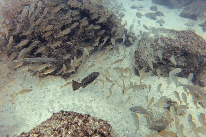 2 Dive Package for PADI Qualified Divers in Gran Canaria - Frequently Asked Questions