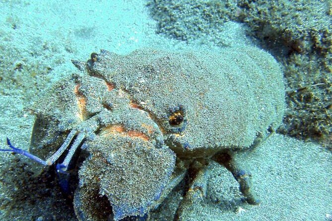 2 Dive Package for Qualified Divers in Gran Canaria - Who Is This Tour Best For?