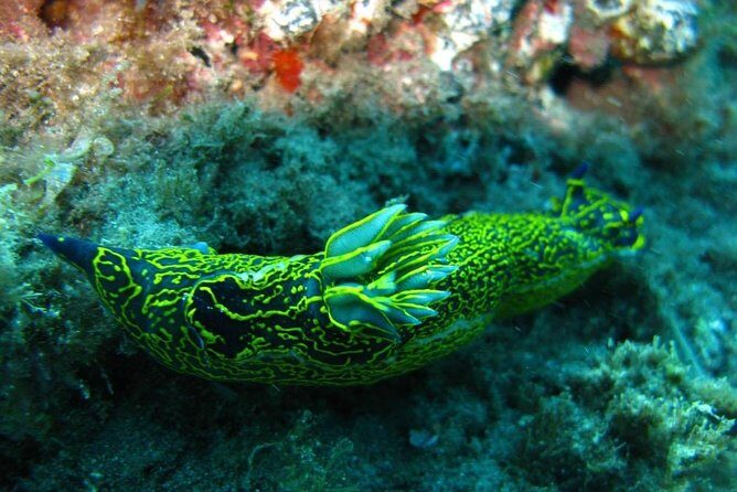 2 Dive Package for Qualified Divers in Gran Canaria - FAQ