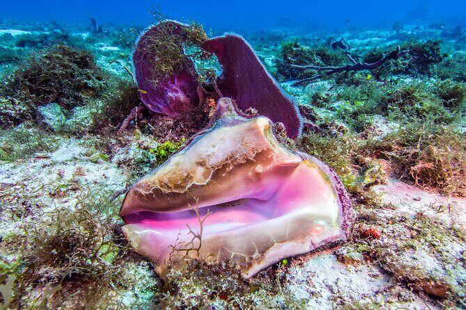 2 dives in Cozumel (for certified divers only) - Final Thoughts