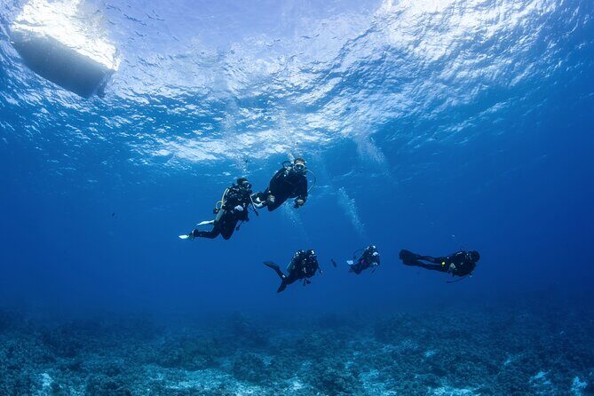 2 Dives in the morning for certified divers in Bora Bora - Who Will Love This Experience?