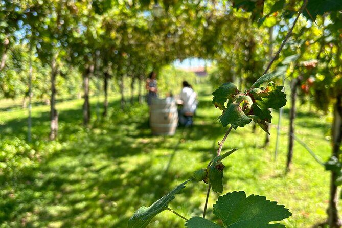 2 Guests Private Prosecco Road Tour All Inclusive from Venice - Pricing and Value