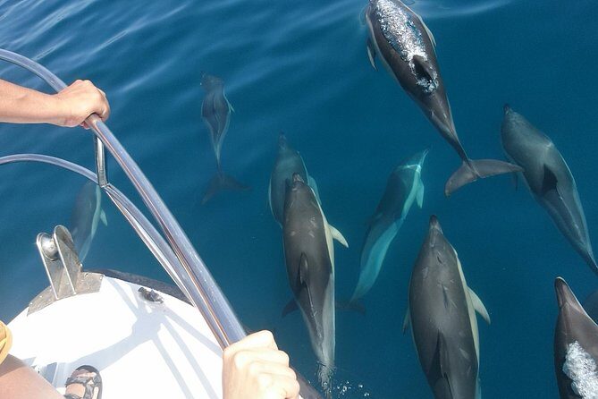 2 h Estepona Bay Tour - Practical Details