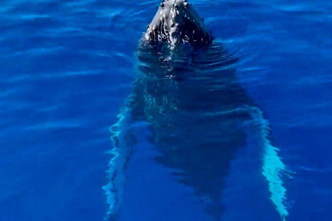 2 Hour Afternoon Lahaina Whale Watch - Why Consider the 2 Hour Afternoon Lahaina Whale Watch?