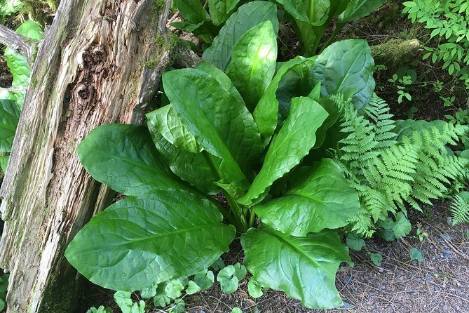 2 Hour Alaska Rainforest Walk and Totem Park Small Group Tour - Who Should Book This Tour?