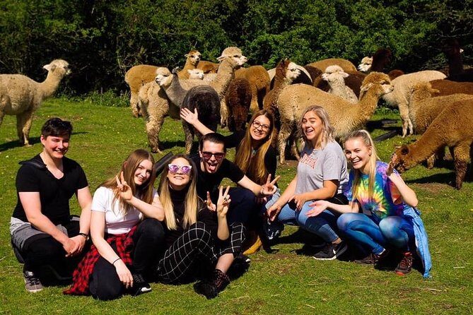 2-Hour Alpaca Farm Experience in Kenilworth - What to Expect from the Alpaca Farm Experience