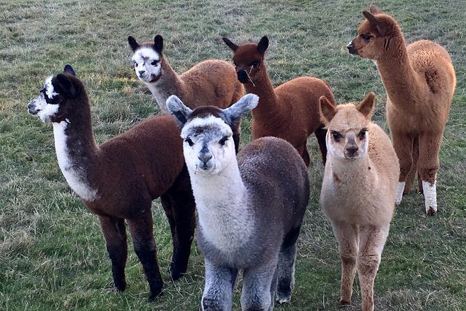 2-Hour Alpaca Farm Experience in Kenilworth - Who Will Enjoy This Tour?