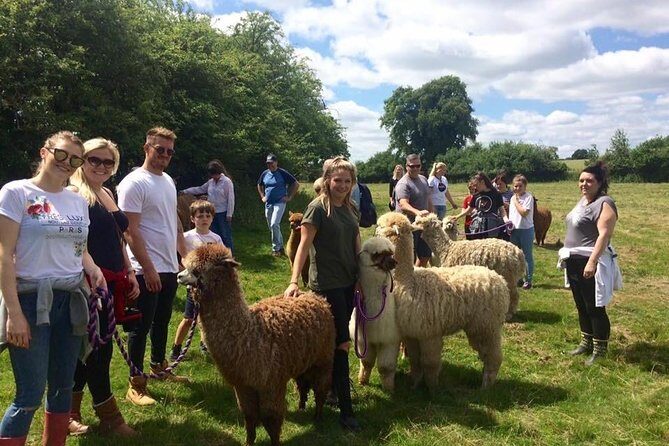 2-Hour Alpaca Farm Experience in Kenilworth - The Sum Up