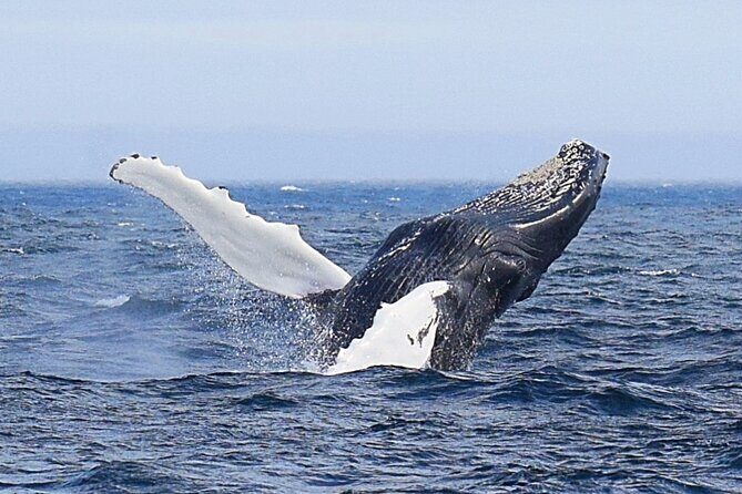 2 Hour Award-Winning Whale and Seabird Boat Tour from St. John's - The Itinerary & What You Can Expect