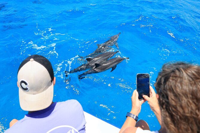 2 Hour Big Island Dolphin Watching and Sea Turtle Snorkel Tour - The Itinerary Breakdown