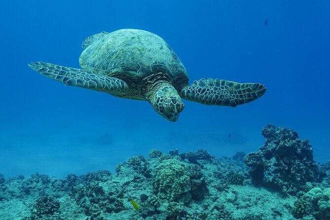 2 Hour Big Island Dolphin Watching and Sea Turtle Snorkel Tour - What the Experience Feels Like