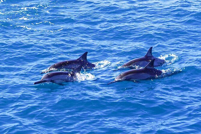 2 Hour Big Island Dolphin Watching and Sea Turtle Snorkel Tour - The Real Deal from Reviews
