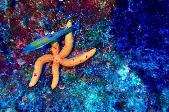 2-Hour Diving & Diving in Marina del Plemmirio Area in Syracuse - Key Points