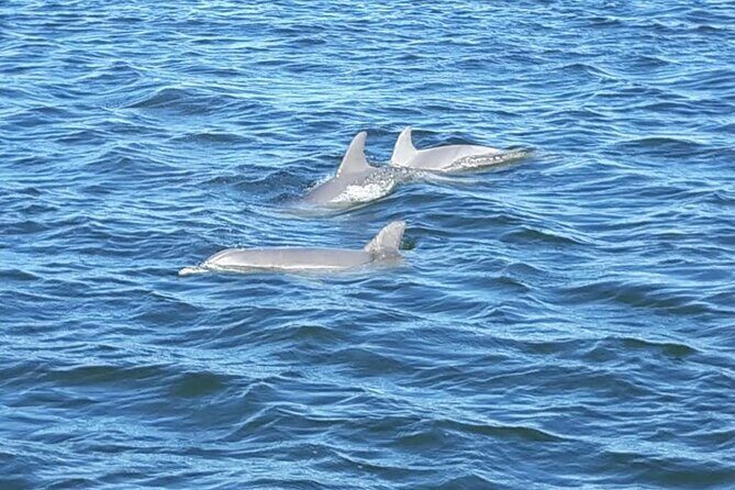 2-Hour Dolphin and Nature Eco Tour from Orange Beach - Practical Tips for Your Trip