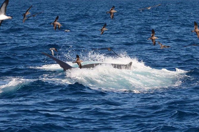 2-Hour Dolphin and Whale Watching in Gran Canaria - Who Should Consider This Tour?