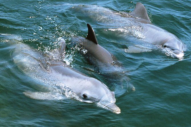 2-Hour Dolphin and Whale Watching in Gran Canaria - Final Thoughts