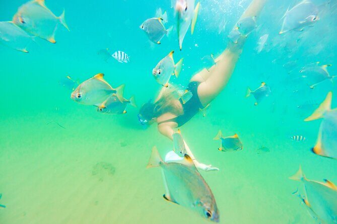 2-Hour Dolphin Kayak & Snorkel Tour on the Broadwater - Pricing and what you get