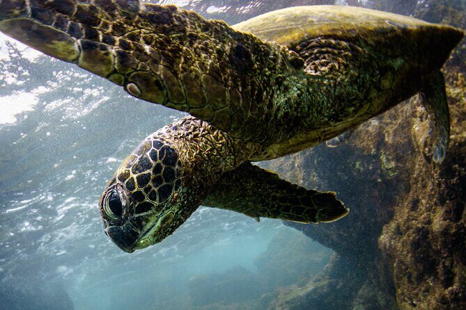 2-Hour Dolphin Watching and Double Reef with Snorkel in Hawaii - The Price and Value