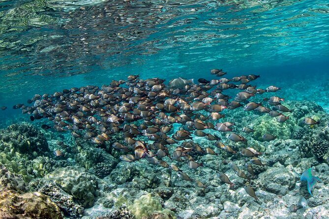 2-Hour Dolphin Watching and Double Reef with Snorkel in Hawaii - Final Thoughts: Is It Worth It?