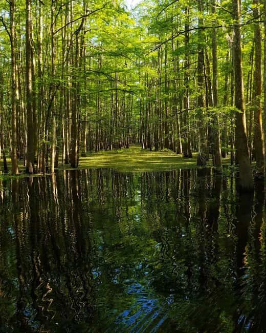 2-hour Eco-Swamp Tour - Discovering the Atchafalaya Basin: What to Expect