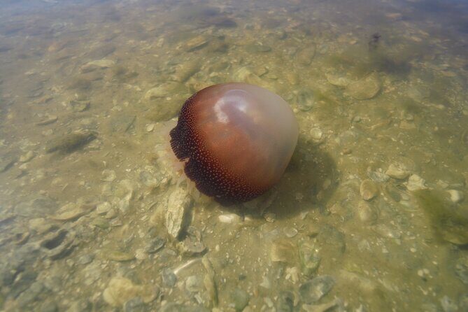 2-Hour Glass Bottom Guided Eco Tour in Flagler County-Small-group - Key Points