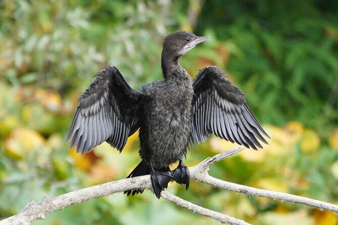 2 Hour Group Boat Trip in Skadar Lake - The Experience: What Travelers Say