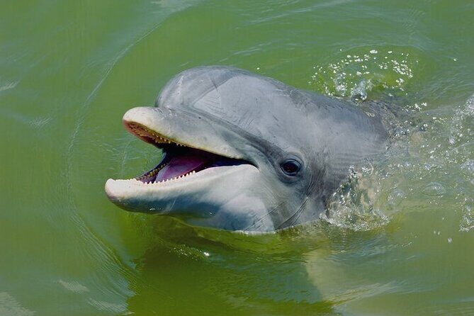2 Hour Kayak Hilton Head Dolphin and Nature Tour - Value for Money