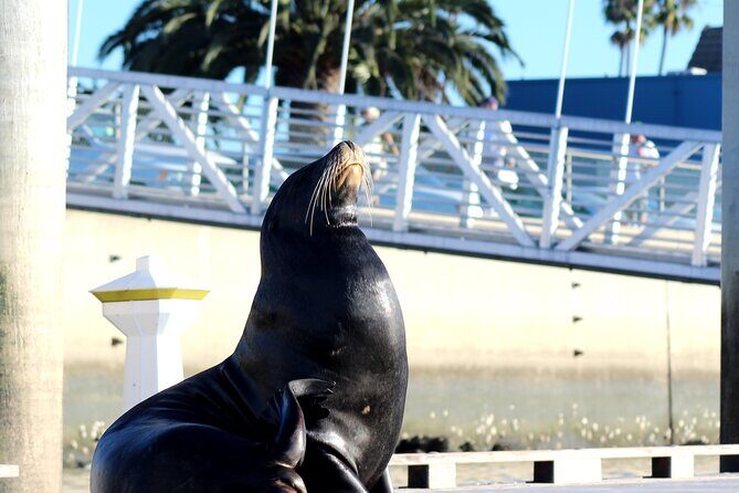 2-Hour Kayak or Paddleboard with Sea Lions in Marina del Rey - FAQ