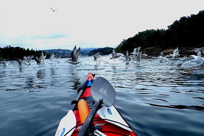 2- hour kayak trip on the Oslo Fjord - FAQs