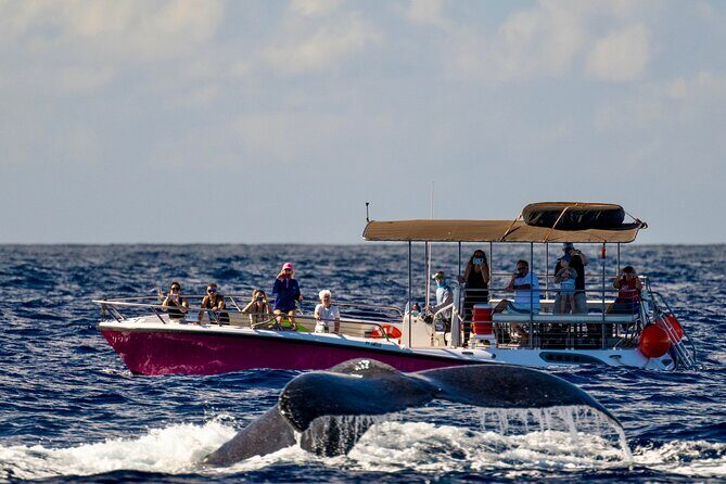 2 hour Lahaina Sunrise Whale Watch - Who Should Consider This Tour?