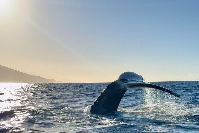 2 hour Lahaina Sunrise Whale Watch - FAQs