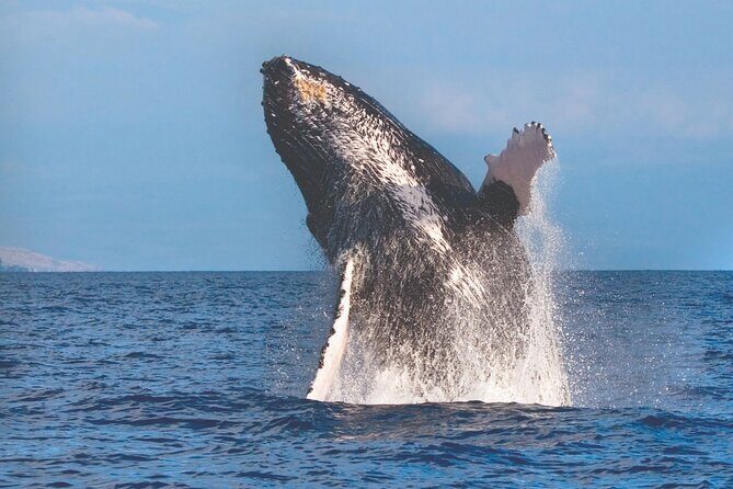 2-Hour Ma'alaea Humpback Whale Watching Cruise for up to 6 Guests - An Honest Look at the Tour Experience