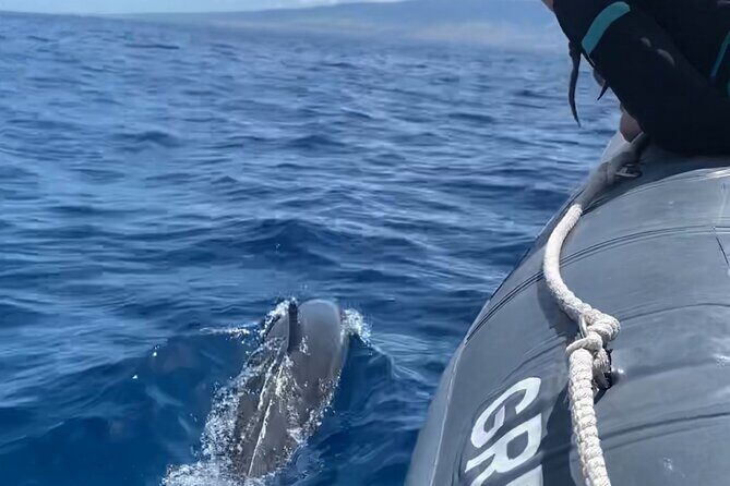 2 Hour Maui Dolphin Watch Sightsee Raft Tour (Semi-Private) - Exploring Maui’s Marine Life: A Review of the 2-Hour Semi-Private Dolphin Sightseeing Raft Tour