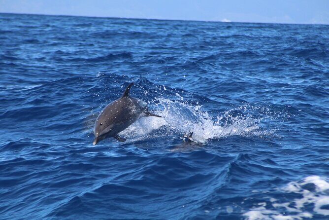 2 Hour Maui Dolphin Watch Sightsee Raft Tour (Semi-Private) - Key Points