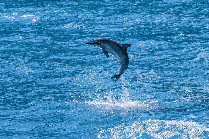 2 Hour Maui Dolphin Watch Sightsee Raft Tour (Semi-Private) - Wildlife and Marine Life: What You Might See