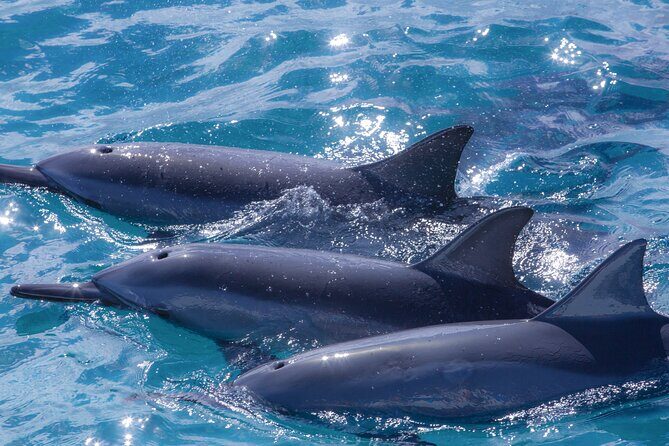 2 Hour Maui Dolphin Watch Sightsee Raft Tour (Semi-Private) - Real Experiences from Travelers