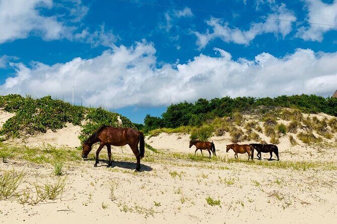 2-hour Outer Banks Wild Horse Tour by 4WD Truck - An In-Depth Look at the Tour Experience